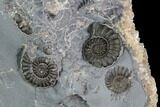 Ammonite (Promicroceras) Fossil Cluster - Somerset, England #86264-2